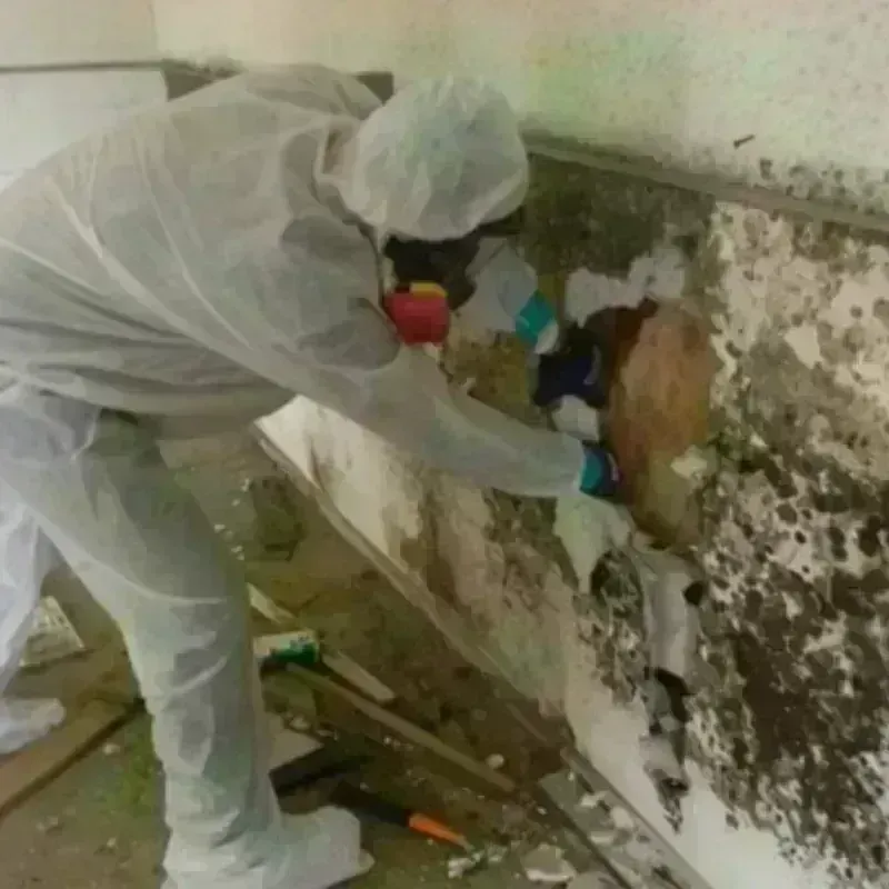 Mold Remediation and Removal in Catasauqua, PA